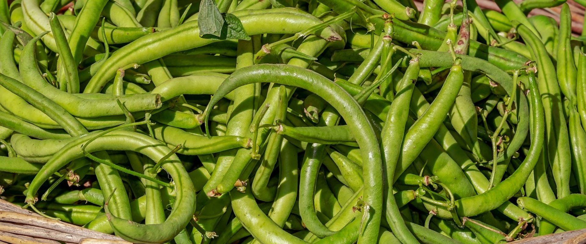 bush-beans-g5f8443499_1280