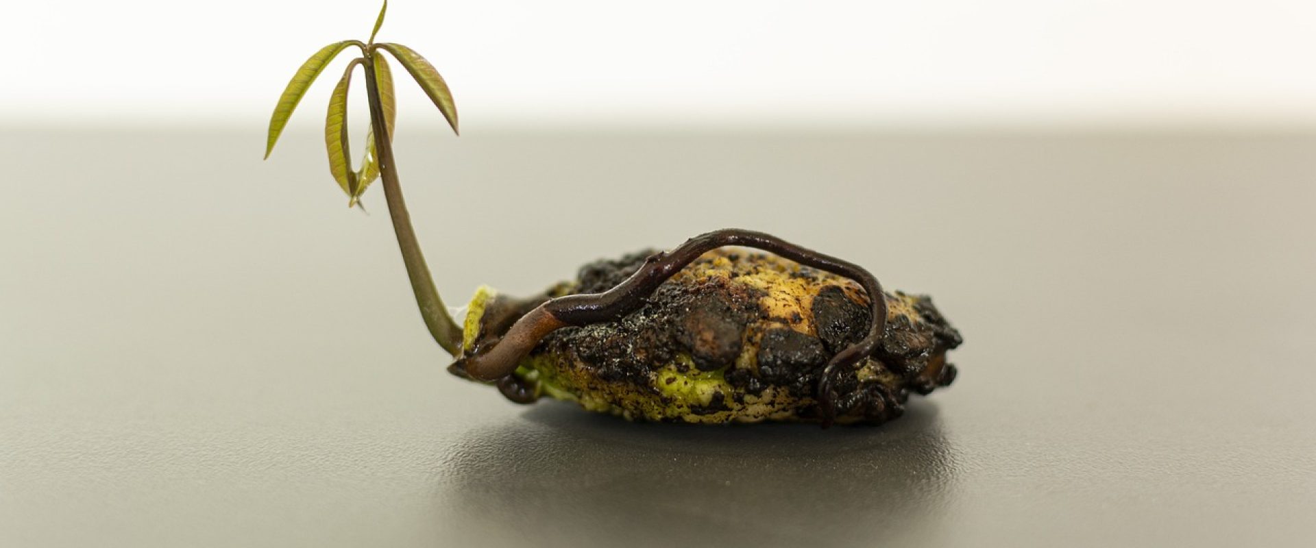 mango-ged07ca297_1280