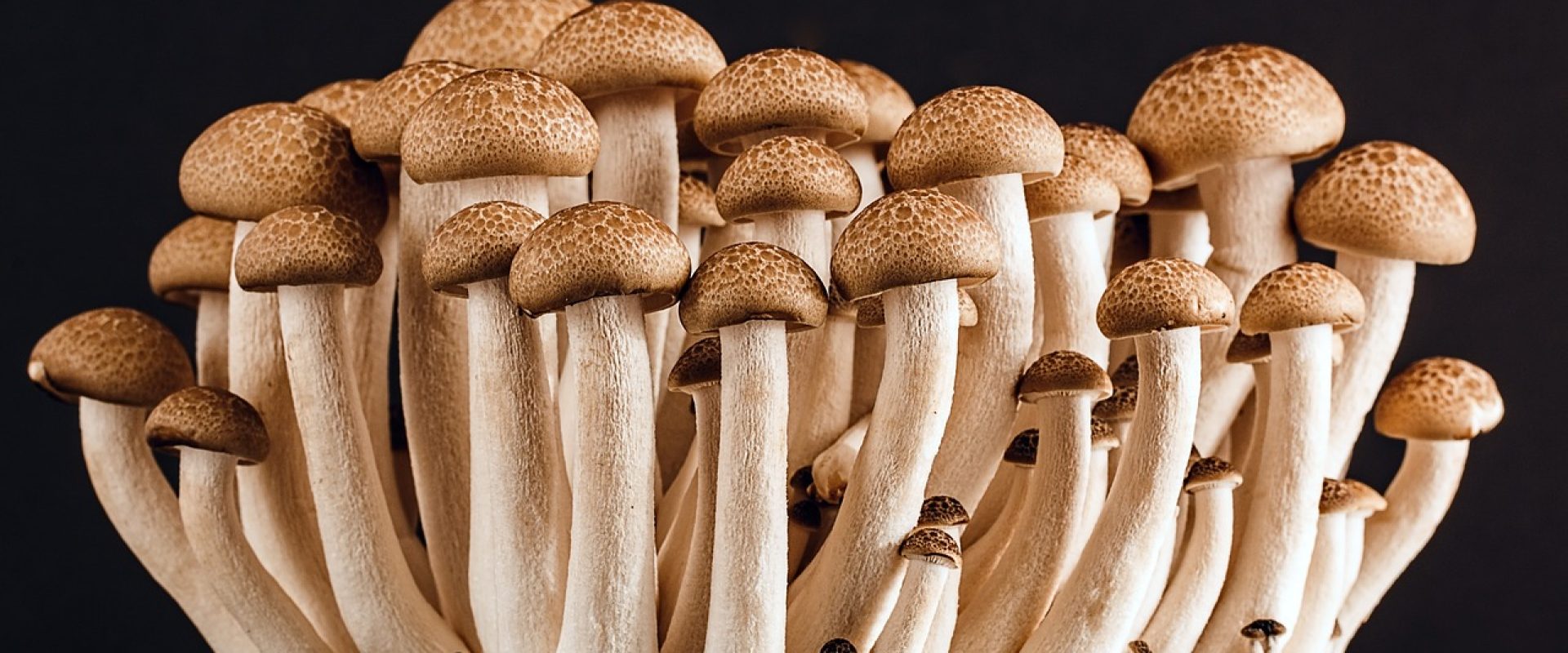 mushrooms-ge2f28a81c_1280